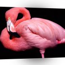 Bird Pink Flamingo A1 Xlarge Canvas