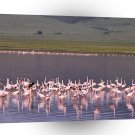 Bird Pink Party Flamingos A1 Xlarge Canvas