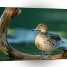 Bird Pintail Hen A1 Xlarge Canvas