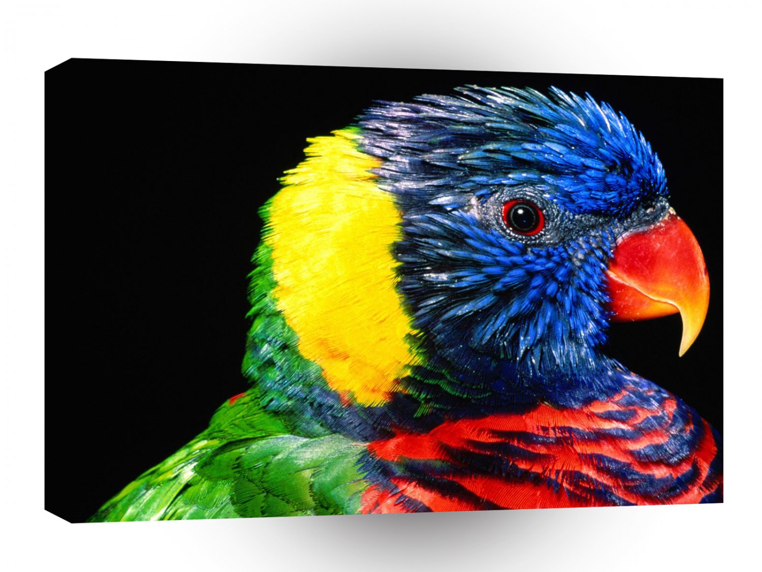 Bird Rainbow Lorikeet A1 Xlarge Canvas