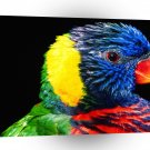Bird Rainbow Lorikeet A1 Xlarge Canvas