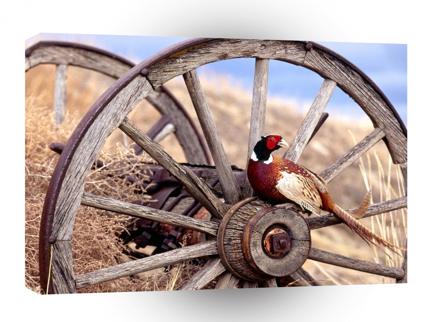 Bird Ring Necked Pheasant A1 Xlarge Canvas