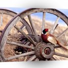 Bird Ring Necked Pheasant A1 Xlarge Canvas