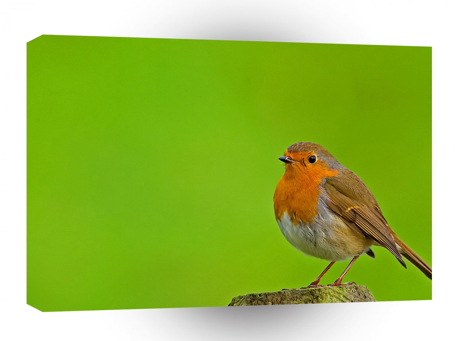 Bird Robin Redbreast Closeup A1 Xlarge Canvas