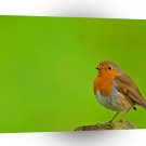 Bird Robin Redbreast Closeup A1 Xlarge Canvas