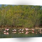 Bird Roseate Spoonbills Darling Florida A1 Xlarge Canvas