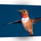Bird Rufous Hummingbird A1 Xlarge Canvas