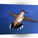 Bird Rufous Hummingbird Air A1 Xlarge Canvas