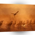 Bird Sandhill Cranes A1 Xlarge Canvas