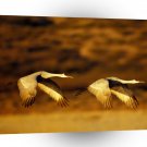 Bird Sandhill Cranes In Flight A1 Xlarge Canvas