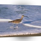 Bird Sandpiper Beach California A1 Xlarge Canvas