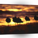 Bird Sandpiper Sunset California A1 Xlarge Canvas