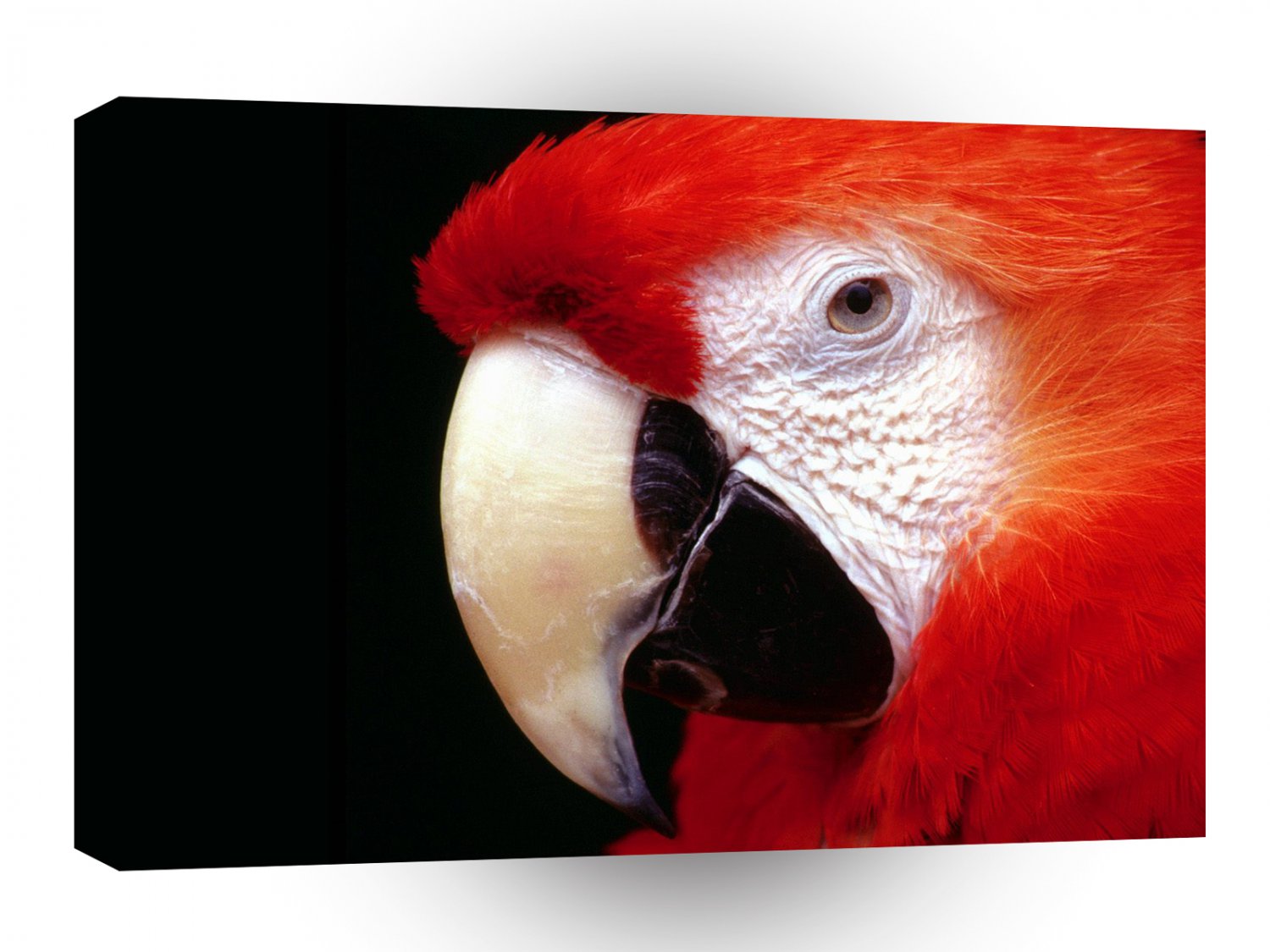 Bird Scarlet Macaw Closeup A1 Xlarge Canvas
