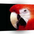 Bird Scarlet Macaw Closeup A1 Xlarge Canvas