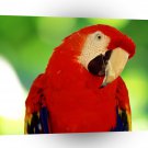 Bird Scarlet Macaw Parrot A1 Xlarge Canvas