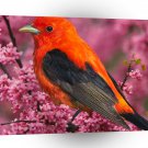 Bird Scarlet Tanager A1 Xlarge Canvas