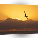 Bird Seagull At Sunset California A1 Xlarge Canvas