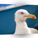 Bird Seagull Close Up Big Beak A1 Xlarge Canvas