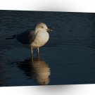 Bird Seagull Feet Wet A1 Xlarge Canvas