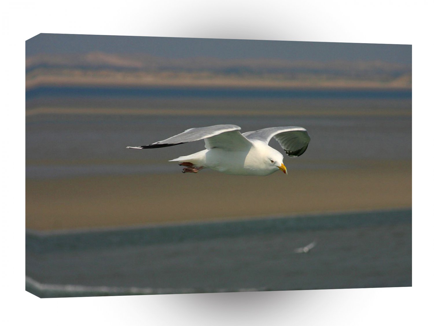 Bird Seagull Gliding For Tea A1 Xlarge Canvas