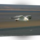Bird Seagull Gliding For Tea A1 Xlarge Canvas