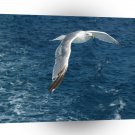 Bird Seagull Journey To Sea A1 Xlarge Canvas