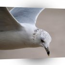 Bird Seagull Spotted Lunch A1 Xlarge Canvas
