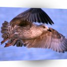 Bird Seagull Wide Wing Flap A1 Xlarge Canvas