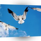 Bird Seagulls Flock In Sky A1 Xlarge Canvas