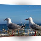 Bird Seagulls In Line A1 Xlarge Canvas