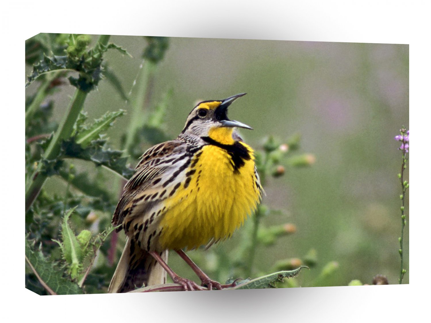 Bird Singing Eastern Meadowlark Florida A1 Xlarge Canvas