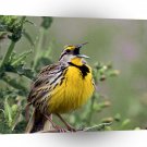 Bird Singing Eastern Meadowlark Florida A1 Xlarge Canvas