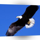 Bird Soaring Liberty A1 Xlarge Canvas