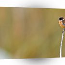 Bird Stonechat Robin In Winter A1 Xlarge Canvas
