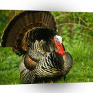 Bird Turkey Strut A1 Xlarge Canvas