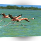 Bird Water Walkers A1 Xlarge Canvas