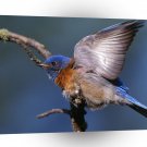 Bird Western Bluebird A1 Xlarge Canvas
