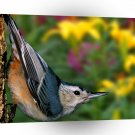 Bird White Breasted Nuthatch Kentucky A1 Xlarge Canvas