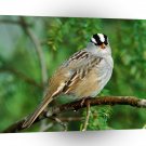 Bird White Crowned Sparrow A1 Xlarge Canvas