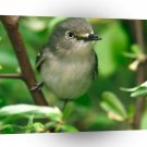 Bird White Eyed Vireo A1 Xlarge Canvas