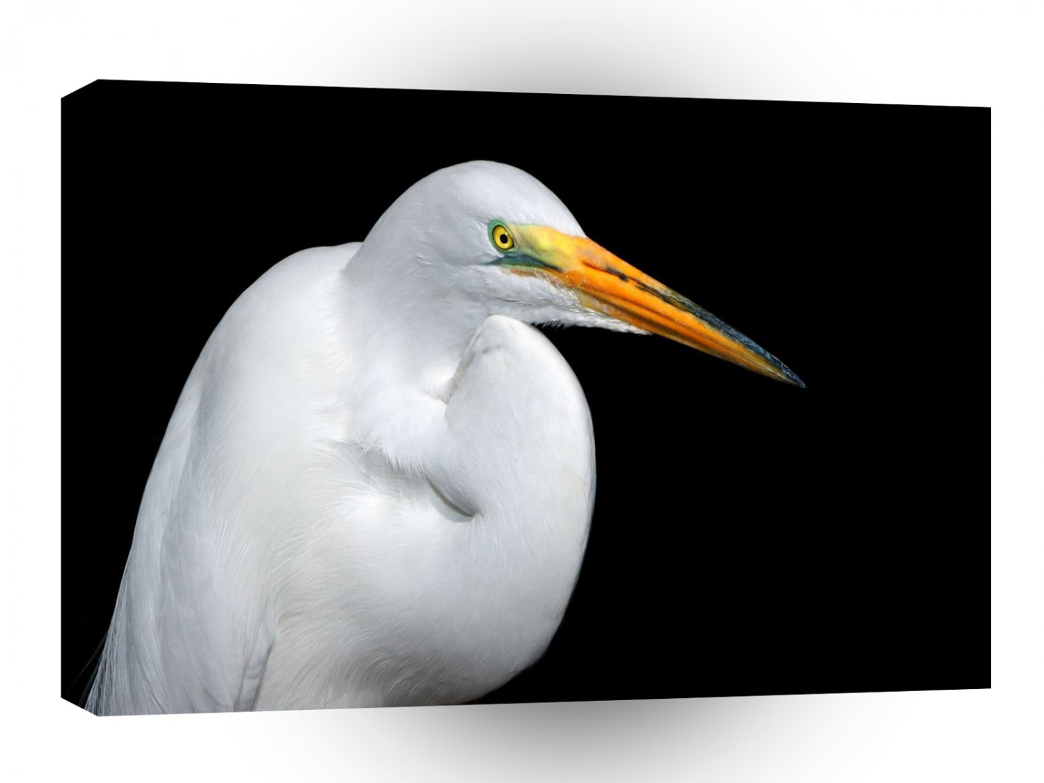 Bird White Heron A1 Xlarge Canvas