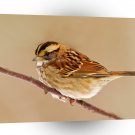 Bird White Throated Sparrow A1 Xlarge Canvas