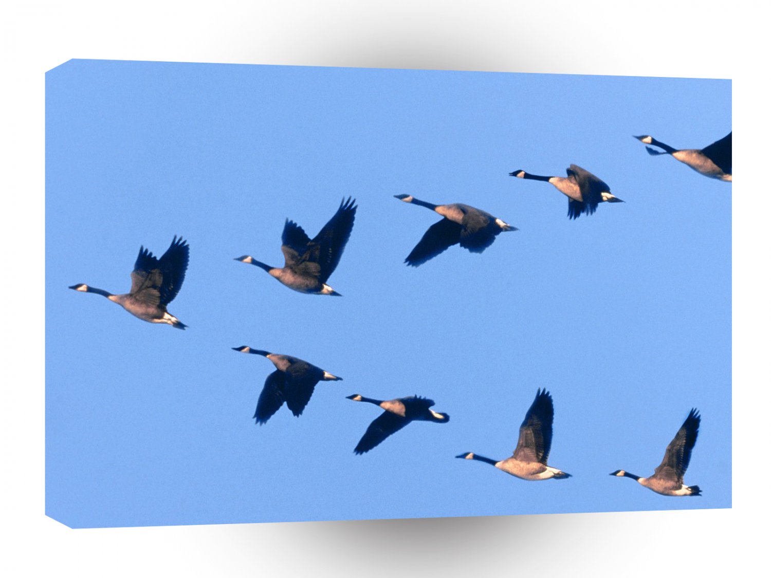 Bird Wild Formation A1 Xlarge Canvas
