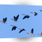 Bird Wild Formation A1 Xlarge Canvas