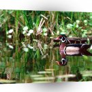 Bird Wood Duck Drake In Marsh A1 Xlarge Canvas