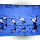 Bird Wood Storks A1 Xlarge Canvas