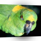 Bird Yellow Naped Amazon Parrot A1 Xlarge Canvas