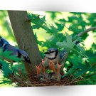 Birds A New Beginning A1 Xlarge Canvas