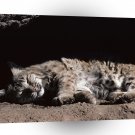 Bobcat Afternoon Snooze A1 Xlarge Canvas