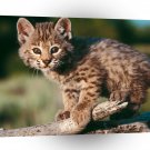 Bobcat Baby A1 Xlarge Canvas